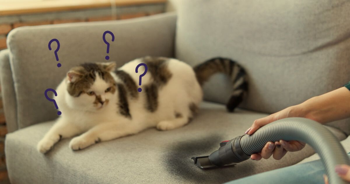 How To Get Rid Of A Cat Urine Smell 6 Tips